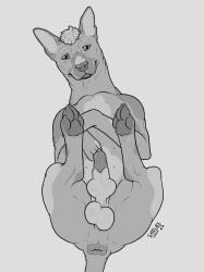 absurd_res anatomically_correct anatomically_correct_genitalia animal_genitalia anus balls belly blep canid canine canine_genitalia canis chest_markings domestic_dog feral genitals hair hairless hairless_dog hi_res knot knot_in_sheath knotted_penis lighter_belly lipsticking lying male mammal markings mole_(marking) monochrome on_back pawpads penis pinto_(pantherwaltz) primitive_dog puckered_anus sheath simple_background sketchy_shelby solo spots spotted_markings tail tail_anus tongue tongue_out xoloitzcuintli