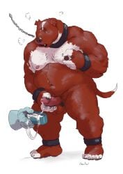2025 ankle_cuffs anthro ball_ring balls belly belly_hair biceps bodily_fluids body_hair bowl breath calf_muscles canid canine canis chains chest_hair chuchowriggle collar container cuff_(restraint) cum cum_drip cum_in_bowl cum_in_container deltoids disembodied_hand domestic_dog dripping ejaculation erection fingering forearm_muscles front_view genital_fluids genitals ghost_hand hand_on_nipple hand_on_penis happy_trail hi_res leg_hair male mammal masturbation muscular muscular_arms muscular_legs muscular_sub muscular_thighs navel nipple_fetish nipple_pinch nipple_play nipples nude orgasm orgasm_face overweight pecs penis pet_bowl pinch pubes restraints simple_background slave slightly_chubby solo standing submissive triceps white_background wrist_cuffs