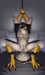 2025 3:5 absurd_res andromorph animal_genitalia ankle_cuffs anthro avian bed big_clitoris bird bird_legs black_body black_feathers bondage bondage bound chubchow claws clitoris cloaca cuff_(restraint) falcon falconid feather_hair feathers front_view furniture genitals grey_background hands_above_head hands_tied head_down hi_res ianto_(steelperegrine) intersex looking_at_viewer mastectomy_scar nude on_bed peregrine_falcon pillow pseudo_hair restraints rope scar simple_background solo spread_legs spreader_bar spreading toe_claws trans_(lore) trans_man_(lore) visibly_trans white_body white_feathers