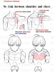 anatomy chest muscle tutorial unknown_artist