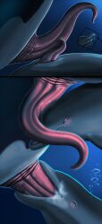 2025 absurd_res animal_genitalia animal_penis anus black_body blowhole blush bodily_fluids bubble cetacean cetacean_genitalia cetacean_penis closed_eyes cum cum_in_mouth cum_inside digital_media_(artwork) dolphin duo erection fellatio feral feral_on_feral feral_penetrated feral_penetrating feral_penetrating_feral flippers frottage fully/fully_submerged fully_submerged genital_fluids genital_slit genitals grey_body hi_res larger_male male male/male male_feral male_penetrated male_penetrating male_penetrating_male mammal marine oceanic_dolphin oral oral_penetration orca penetration penile penis penis_in_mouth penis_size_difference penises_touching sex shinigamisquirrel size_difference smaller_male sweat tapering_penis tongue toothed_whale underwater underwater_sex water white_body wide_eyed