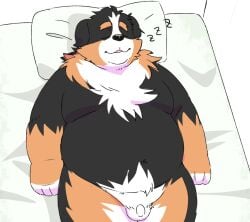 2025 anthro balls bed belly bernese_mountain_dog big_belly black_body brown_body canid canine canis closed_eyes domestic_dog flaccid furniture genitals hi_res inunoshippo kemono lying male mammal micropenis molosser moobs mountain_dog navel overweight overweight_male penis sleeping small_penis solo swiss_mountain_dog white_body