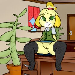 2017 animal_crossing anthro anus barefoot breasts canid canine canis clothing digital_media_(artwork) female flashing fur furry furry_only hair_tie hi_res isabelle_(animal_crossing) itsunknownanon legwear looking_at_viewer mammal nintendo no_underwear office pawtsun pose presenting presenting_pussy pussy simple_background sitting skirt solo spread_legs spreading stockings sweater thigh_highs underskirt upskirt video_games white_background