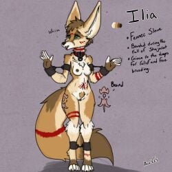 1:1 absurd_res acev anthro bondage bondage bound branded canid canine collar english_text female fennec_fox fox genitals hi_res ilia_(acev) mammal pussy scar slave stoneheart text true_fox