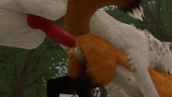 canine canine_genitalia canine_penis female feral feral_on_feral feral_penetrated feral_penetrating forest_background fox impending_sex interspecies knot knotted_penis male male/female orange_fur outside_sex penetration_close-up penis second_life self_upload size_difference straight videogame white_fur wolf zeevwolf