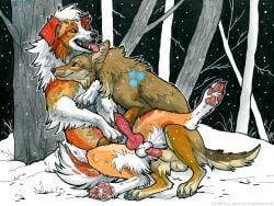 2025 animal_genitalia animal_penis arm_tuft australian_shepherd balls canid canine canine_genitalia canine_penis canis claws colored coyote domestic_dog duo elbow_tuft erection feet feral feral_on_feral fluffy forest genitals green_eyes heatherwolf herding_dog hi_res imminent_sex inner_ear_fluff kanon_(applejacksville) knot lipsticking looking_at_another looking_at_partner looking_at_viewer ma male male/male male_feral mammal marker_(artwork) outside pastoral_dog pawpads paws penis penis_tip plant shaded sheath sheepdog snow soles teeth toe_claws tongue tongue_out traditional_media_(artwork) tree tuft tukamos_(character) whisker_spots whiskers yellow_eyes