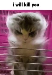 angry animated cute feline tagme text video