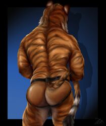 2017 anthro ass back_muscles backless_panties backsack balls blue_background clothing faceless_male feline fur holding_tail killianwalker male male_only mammal mostly_nude muscular muscular_male orange_fur panties pinup pose simple_background solo standing stripes tiger underwear white_fur