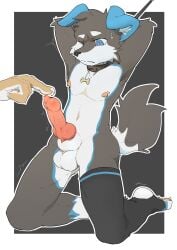 animal_genitalia animal_penis anthro balls bodily_fluids bondage canid canine canine_genitalia canine_penis canis clothing collar disembodied_hand domestic_dog erection genitals hands_behind_head hi_res kemono kneeling knot legwear male mammal mouth_closed navel nervous one_eye_closed penis poking_penis simple_background slim solo stirrup_legwear stirrup_stockings stockings sweat wuxbbq