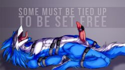 anthro balls blindfold blue_(gamblefur) blue_fur bondage bound erection fur gamblefur male male_only muscular penis sergal sex_toy solo text tongue vibrator