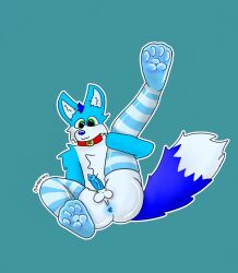 :3 animal_genitalia animal_penis anthro anus ass balls bayeeenny bell bell_collar big_butt big_tail blue_anus blue_body blue_clothing blue_fur blue_hair blue_legwear blue_nose blue_penis blue_stockings blue_tail canid canine canine_genitalia canine_penis canis clothing collar fan_character fe_(bayeeenny) feet femboy fluffy fluffy_ears fluffy_feet fluffy_paws fluffy_tail foot_fetish footwear full-length_portrait fur genitals glare green_eyes hair hi_res hindpaw legwear lips male mammal nipple_outline nude outline pawpads paws penis portrait red_collar solo stockings tail thick_lips white_body white_fur wolf