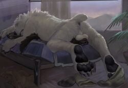 anthro anus back_tuft backsack balls balls_on_face bear bed bed_sheet bedding black_body black_fur black_pawpads canid canine canis claws clothing coal_(samt517) dirty dirty_clothing dirty_socks domestic_dog duo footwear fur furniture genitals hi_res husky kodacine larger_anthro larger_male lying lying_on_another male male/male mammal mattress nordic_sled_dog nude on_back on_bed on_front pawpads perineum polar_bear size_difference sleeping smaller_anthro smaller_male smothering socks spitz toe_claws tuft ursine white_body white_fur