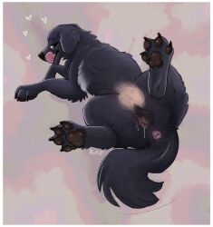 absurd_res anatomically_correct anatomically_correct_genitalia animal_genitalia animal_vulva anus bedroom_eyes bodily_fluids canid canine canine_genitalia canine_vulva canis cookie cum domestic_dog feet female feral food genital_fluids genitals heart_symbol hi_res leaking_cum mammal membrane_(anatomy) molosser mountain_dog narrowed_eyes newfoundland_dog paws queenkoko seductive solo toes tongue tongue_out vulva webbed_feet