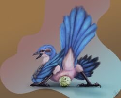 2017 absurd_res anal anal_sex animal_genitalia ass avian beak bird blue_feathers claws cloaca digital_media_(artwork) drooling egg egg_laying feathered_wings feathers feral hi_res male nude open_mouth orange_eyes orgasm penetration phinja saliva scrubjay simple_background smile solo toe_claws toes tongue tongue_out western_scrubjay white_feathers wings