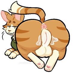 1:1 alpha_channel anus ass balls bodily_fluids cum cum_in_pussy cum_inside cuntboy domestic_cat felid feline felis feral feral_only full-package_cuntboy fur genital_fluids genitals herm hermaphrodite intersex kerchief looking_at_viewer low_res male maleherm mammal multi_genitalia neckerchief neckwear orange_body orange_fur penis presenting presenting_anus presenting_balls presenting_hindquarters presenting_pussy pussy solo yellow_eyes
