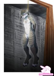 2017 4_toes aardwolf animal_penis anthro asphyxiation barefoot biped black_claws black_nose blue_eyes border bound claws death detailed_background digital_media_(artwork) execution front_view fully_sheathed fur furry furry_only gallows grey_fur grey_stripes grey_tail hands_behind_back hanged hyena male male_death male_only mammal multicolored_fur multicolored_tail noose nude outside_border penis pink_tongue rope saerro sheath short_hair snout solo striped_fur striped_tail stripes testicles thewhitefalcon toe_claws toeless_(marking) toes tongue tongue_out two_tone_tail watermark white_border white_fur