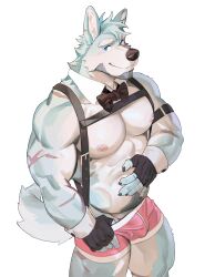 1boy abs beard biceps bow_tie bulge canid canine clothing digital_drawing_(artwork) digital_media_(artwork) eyebrows facial_hair fur gloves handwear hi_res male male_only mammal muscular muscular_male nipples pecs seatohao solo tail underwear