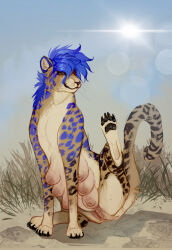 andromorph animal_genitalia animal_vulva black_spots blue_hair blue_spots bluebonnet cheetah claws deadfingers felid feline feline_genitalia feline_vulva feral fur genitals grass hair hi_res intersex mammal multi_teat nipples outside paws pinup plant pose presenting presenting_vulva raised_leg sitting solo spots sun teats vulva whiskers yellow_body yellow_fur
