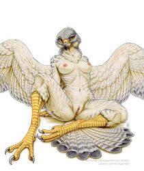 anthro areola avian beak biped bird breasts butt claws feathers feet female fingers front_view genitals hi_res looking_at_viewer navel nipples nude nude_anthro nude_female shinigamigirl sitting smile solo tail text toes url vulva wings
