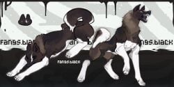 2:1 abstract_background akita_(fangs.black) angry animal_genitalia balls black_balls black_sheath blue_eyes brown_body brown_fur canid canine canis curled_tail domestic_dog facial_markings fangs fangs.black feral fur genitals head_markings lying male mammal markings mouth_closed muscular muscular_feral muscular_male neck_tuft nipples on_back pecs pointy_ears quadruped sharp_teeth sheath solo tail teeth tuft white_body white_fur white_markings