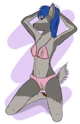 anthro arms_behind_head arvaus bikini blue_hair body_chain breasts canine clitoris_piercing female female_only fur furry kneeling looking_at_viewer nipple_chain nipple_piercing nipple_rings nipples piercing pinup posing pussy solo wolf zara_(arvaus)