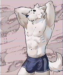 anthro athletic_wear big_bulge bottomwear bulge canid canine clothing dawson_(lb3) eyebrows facial_piercing fur gym_bottomwear gym_shorts hands_behind_back hi_res lb3 male male_focus male_only mammal muscular muscular_male nipples nose_piercing pecs piercing septum_piercing shorts simple_eyes solo thick_eyebrows white_body white_fur