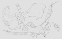 2017 absurd_res animal_genitalia balls black_and_white claws curved_horn dragon duo feral flying frill front_view hi_res looking_back male membranous_wings monochrome open_mouth realistic_wings saber_(raevocrei) scales scalie sharp_teeth sheath simple_background sketch smaller_version_at_source smile spikes spread_wings teeth toe_claws verro western_dragon white_background wings yaroul