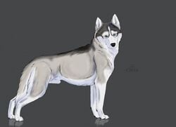 2017 4_toes animal_genitalia black_fur black_nose blue_eyes canine cinta feral flaccid fur grey_background grey_fur husky looking_aside looking_at_viewer male male_only mammal multicolored_fur pawpads paws penis sheath siberian_husky simple_background solo standing toes white_fur