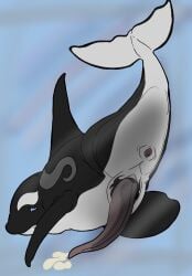animal_genitalia animal_penis anus blue_eyes bodily_fluids cetacean cetacean_genitalia cetacean_penis cum cumshot dolphin eclipse_(orca621) ejaculation erection feral gaping gaping_anus genital_fluids genitals glass hi_res killerwhale male mammal marine oceanic_dolphin orca penis presenting_hindquaters solo tapering_penis toothed_whale underwater water whale wyrmling_(artist)