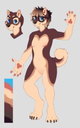 2015 4_toes 5_fingers anthro blonde_hair blue_eyes brown_fur brown_hair brown_nose canine claws cuntboy curled_tail eyewear fur glasses grey_background hair hi_res inner_ear_fluff intersex looking_at_viewer mammal model_sheet multicolored_fur multicolored_hair nude pawpads pink_pussy pussy roanoak shiba_inu simple_background smile solo standing tan_fur terry_(roanoak) toe_claws toes two_tone_hair