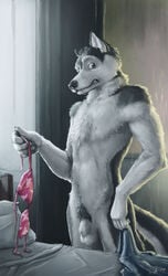 2017 5_fingers animal_genitalia anthro balls bra canine canine clothing detailed_background digital_media_(artwork) fur holding_object husky long_mouth male mammal sheath slate solo standing underwear white_fur