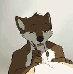 2017 2boys animated anthro brown_fur bryce_(lonewolfhowling) canine captainskee dingo erection fellatio foreskin fur gay humanoid_penis male male_only mammal muscular nude open_mouth oral partially_retracted_foreskin penis sex spencer_(lonewolfhowling) uncut yaoi