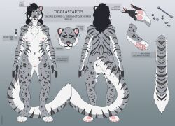 absurd_res anthro big_tail black_hair blue_eyes breasts chest_tuft ear_piercing english_text felid feline female fudgebane fur genitals grey_body grey_fur hair hi_res humanoid_genitalia hybrid industrial_piercing mammal markings model_sheet nipples notched_ear nude pantherine piercing reference_image siberian_tiger snow_leopard solo spots spotted_body spotted_fur spotted_markings striped_body striped_fur striped_markings stripes tail text tiger tiggi_astartes tigris_astartes tuft vulva whiskers white_body white_fur