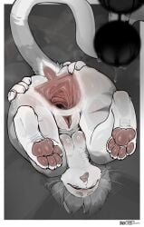 absurd_res after_anal anal anal_beads anthro anus ass breasts digital_media_(artwork) domestic_cat felid feline felis female gaping gaping_anus genitals greyscale helia_peppercats hi_res mammal monochrome noctoc nude pawpads penetration presenting presenting_hindquarters pussy sex_toy simple_background solo stretched_anus stretching tail upside-down