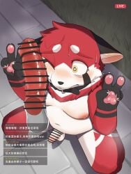 absurd_res ailurid anthro balls censor_bar censored chinese_text collar collar_only disembodied_penis genitals gesture hand_gesture hauhau_mg hi_res humanoid_genitalia humanoid_penis kneeling male mammal nude one_eye_closed penis red_panda slightly_chubby solo text translation_request v_sign