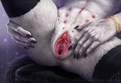 ambiguous_species anthro artist_logo black_clothing black_legwear clitoral_hood_piercing clitoris clothing female fur genital_piercing genitals himeragoldtail humanoid_genitalia humanoid_pussy legwear logo piercing presenting presenting_pussy pussy red_clitoris solo spread_legs spread_pussy spreading surface_piercing text urethra url white_body white_fur