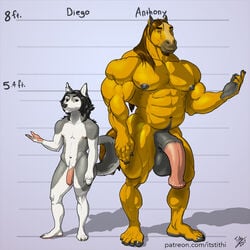 animal_genitalia animal_penis anthro balls canine chart equine equine_penis horse horsecock humanoid_penis husky male male_only mammal muscular penis penis_size_difference size_difference tithinian