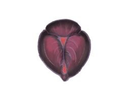 animal_genitalia animal_vulva animated bodily_fluids canine_clitoris canine_genitalia canine_vulva cum cum_in_vagina cum_inside female feral fifity genital_fluids genitals spread_vulva spreading vulva zero_pictured