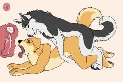 animal_genitalia bird_dog bodily_fluids breeder breeding_mount canid canine canis crossbreeding cum cum_inside doggy_style domestic_dog duo female feral forced from_behind_position genital_fluids genitals golden_retriever hunting_dog husky male male/female male/male mammal nordic_sled_dog rape retriever sex spitz