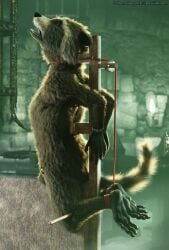 1boy 3d_(artwork) 5_toes absurd_res anthro asphyxiation blender_(artwork) bondage bound breath_play chastity_(disambiguation) chastity_cage chastity_device choking digital_media_(artwork) feet furry guardians_of_the_galaxy hi_res male_only mammal marvel predicament predicament_bondage procyonid raccoon rocket rocket_raccoon stormrider toes torture