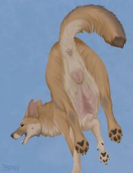 animal_genitalia animal_vulva anus breasts canid canine canine_genitalia canine_vulva female feral genitals hi_res mammal paper-wings paws solo that_one_german_shepherd_with_the_distinctive_darker_fur_patch_on_her_side