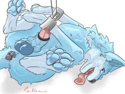 anatomically_correct anatomically_correct_anus anatomically_correct_genitalia anatomically_correct_penis animal_genitalia animal_penis anus ass balls butt_focus canid canine canis claws domestic_dog feet feral foot_fetish foot_focus genitals knot knot_in_sheath knotted_penis male mammal pawpads paws penis puffy_anus rexthenurse sheath solo teeth tongue tongue_out wolf