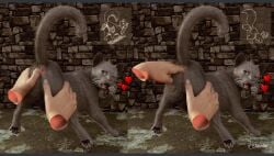 3d_(artwork) ambiguous_gender anal anal_fingering anus black_pawpads brick_wall digital_media_(artwork) disembodied_hand domestic_cat duo felid feline felis female female/ambiguous feral feral_girl feral_penetrated fingering fur fuzzyfelt genitals grey_body grey_fur heart human leg_grab light_body light_skin looking_at_viewer looking_back mammal open_mouth pawpads paws penetration pussy realistic realistic_feral signature spread_pussy spreading thigh_grab tongue wall_(structure) watermark whiskers zoophilia