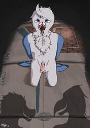 2017 avian beak bird blue_eyes bondage bondage bound circumcised digital_media_(artwork) erection fantail_pigeon feathers fluffle girly humanoid_penis imminent_rape kneeling looking_at_viewer male nude penis pigeon scalie scared svi tagme tape