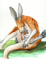 anatomically_correct animal_genitalia anthro autofellatio balls brown_fur cloaca fur kangaroo lizet male male_pouch mammal marsupial masturbation nathan_granier oral pawpads penis pouch_(anatomy) tan_fur traditional_media_(artwork)