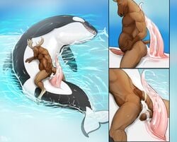 2017 animal_genitalia animal_penis anthro anthro_on_feral antlers anus ass balls big_dom_small_sub black_skin brown_balls brown_fur bulge cervine cetacean cetacean_penis close-up closed_eyes cum cum_in_ass cum_inside cum_on_balls cum_on_penis cum_on_perineum duo erection feral fin fur genital_slit hand_on_stomach hooves horn inflation interspecies larger_male leaking lying male mammal marine moose orca penis penis_size_difference pig_(artist) rear_view sea sitting size_difference slim slit smaller_male smile stomach_bulge tapering_penis teeth water whale white_skin yaoi zoophilia