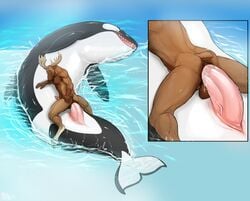 2017 animal_genitalia animal_penis anthro anthro_on_feral antlers anus ass balls big_dom_small_sub black_skin brown_balls brown_fur cervine cetacean cetacean_penis close-up closed_eyes duo erection feral fin fur genital_slit hooves horn interspecies larger_male lying male mammal marine moose orca penis penis_size_difference pig_(artist) rear_view sea sitting size_difference slim slit smaller_male smile stomach_bulge teeth water whale white_skin yaoi zoophilia