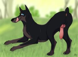 anatomically_correct anatomically_correct_penis animal_genitalia animal_penis anus blue_eyes canine canine canine_penis claws detailed_background doberman erection gracefulk9 knot looking_at_viewer male mammal penis solo