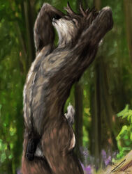 2015 anthro antlers balls black_penis blurred_background brown_fur cervine closed_eyes deer forest fur girly grey_fur half-erect hands_behind_head horn humanoid_penis killianwalker male mammal morning multicolored_fur nipples nude penis pose side_view solo stretching tree two_tone_fur white_belly