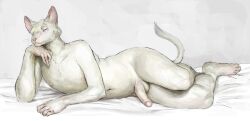 2022 anthro balls blonde_hair cettus domestic_cat erection felid feline felis fur genitals hair hairless hairless_cat hakon_brandvold hi_res lying male mammal navel nude on_side penis peterbald pinup pose reclining reclining_pose simple_background solo tail white_body white_fur